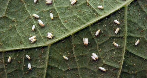 Fungo do bem é eficiente contra mofo-branco e mosca-branca, mostra estudo da Embrapa