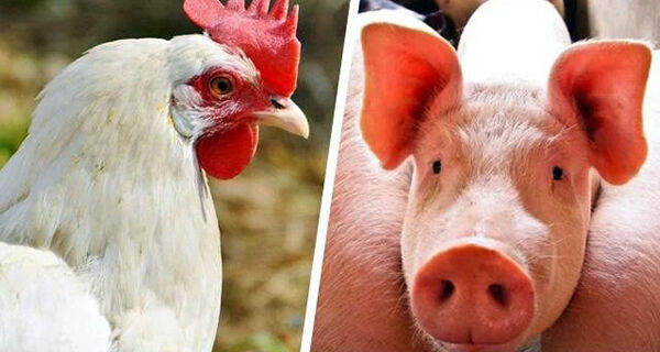 Produção brasileira de frango e suíno vai crescer em 2022, diz ABPA
