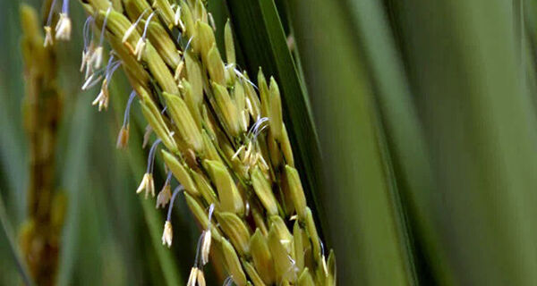 Pesquisa define melhor período para plantio do arroz irrigado