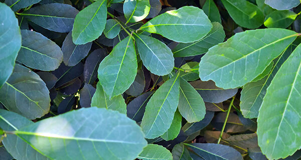 Pesquisas mostram potencial da erva-mate além do chimarrão