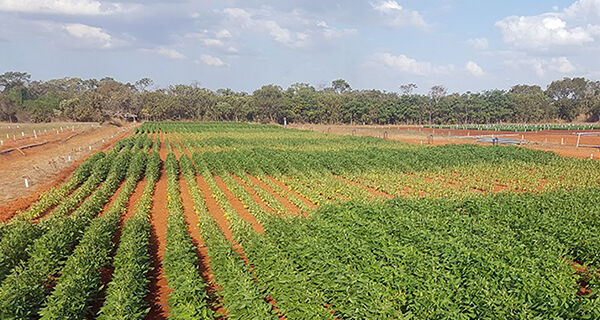 Evapotranspiração atual da cultura da soja no Cerrado