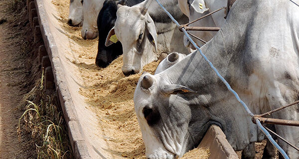 Enquanto preços do gado "comum" ficam estáveis, boi-China começa a reagir