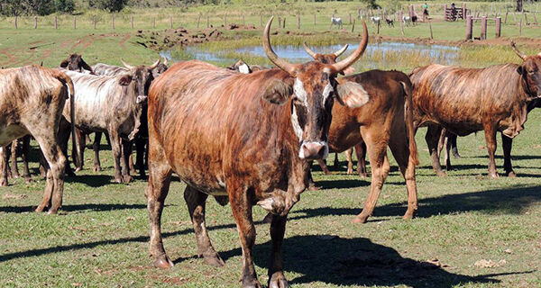 Bovino Pantaneiro tem longa história de sobrevivência e adaptação