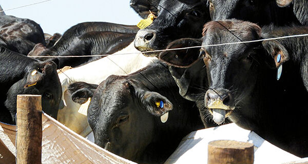 Gastar mais do que o animal pode ganhar é inviabilizar o negócio