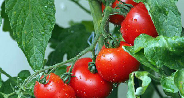 Tomate híbrido pode gerar oportunidades para setor produtivo no Nordeste