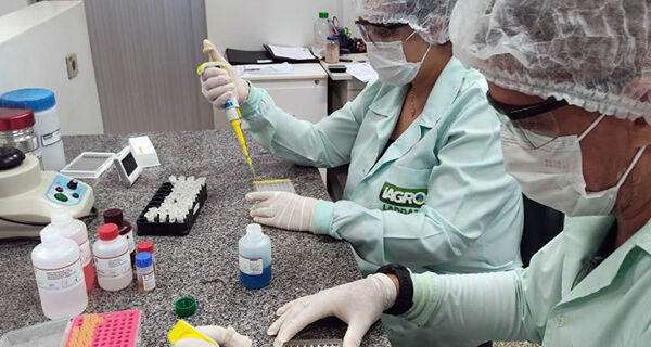 Iagro obtém credenciamento para diagnóstico de peste suína clássica e doença de Aujeszky