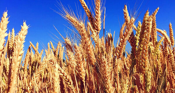Reunião vai apresentar cenário da produção de cevada no Brasil