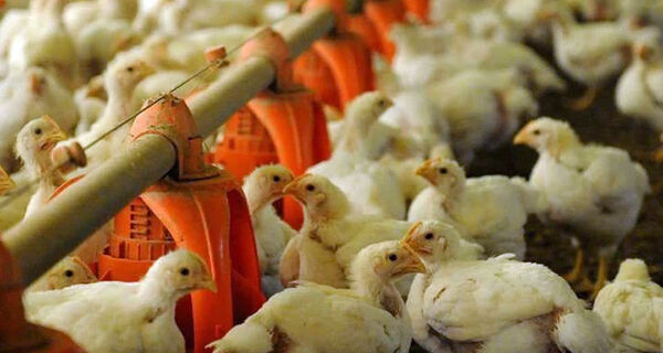 Produtor mantêm esforço para garantir oferta de ovos e frango ao mercado nacional