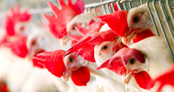 Receita de exportações de material genético avícola cresce 14,4% em 2022