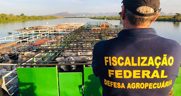 Operação intercepta dois mil bovinos irregulares nas fronteiras de Bolívia e Paraguai