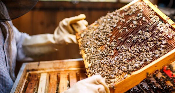 Número de apicultores atendidos pelo Senar cresce 52% e ajuda a impulsionar cadeia em MS