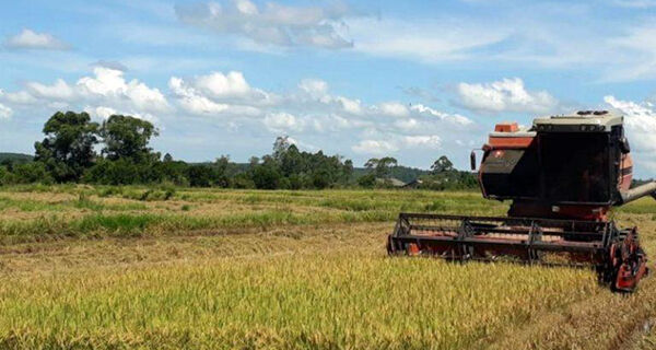 Futuro do arroz aponta para a diversificação, diz Federarroz