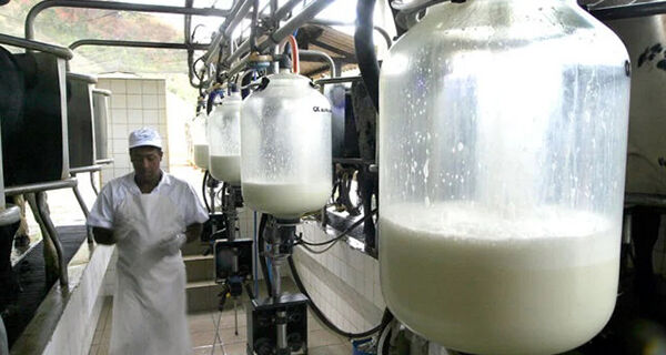 Câmara dos Deputados aprova urgência para projeto que incentiva a pecuária leiteira