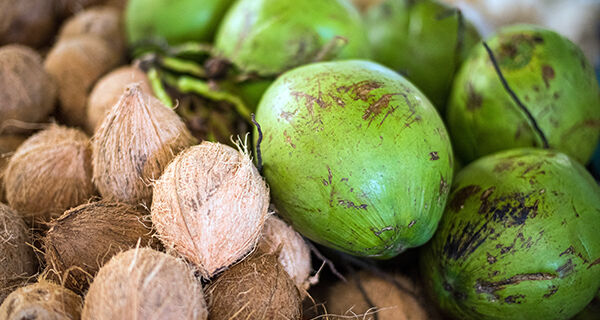 Embrapa apresenta inovações para a cultura do coqueiro na Fenacoco
