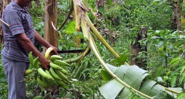 Projeto visa melhorar qualidade da produção de banana comprida