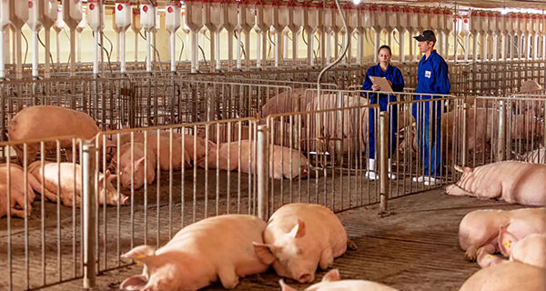 Aurora Coop começa a exportar carne suína para o Canadá
