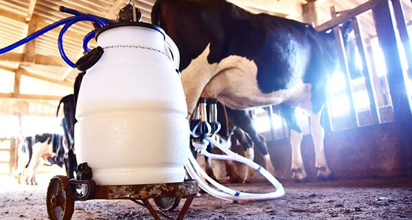 Capacitação em IATF ajuda suprir demanda e melhora precisão na produção de leite