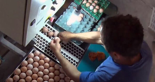 Manejo de ovos: as diferenças entre as granjas modal e convencional
