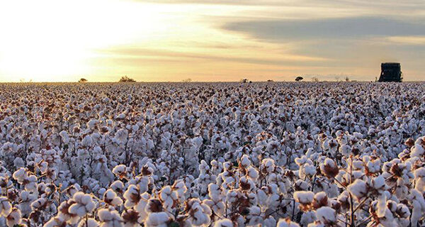Produção de algodão brasileiro deve crescer até 19%