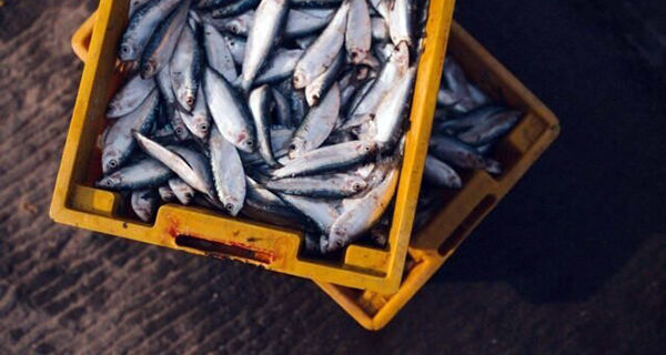 Semana do Pescado quer criar temporada de consumo no 2&ordm; semestre
