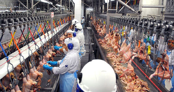 Cepea aponta que embarques de carne de frango à China recuaram mais de 19%