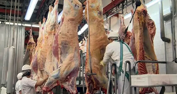 Abates de bovinos no Brasil avançam 4% no 2&ordm; trimestre