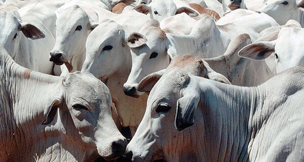 Analistas apostam em retomada do consumo interno de carne bovina em agosto