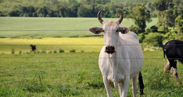 Virada do mês deve movimentar o mercado bovino no Brasil