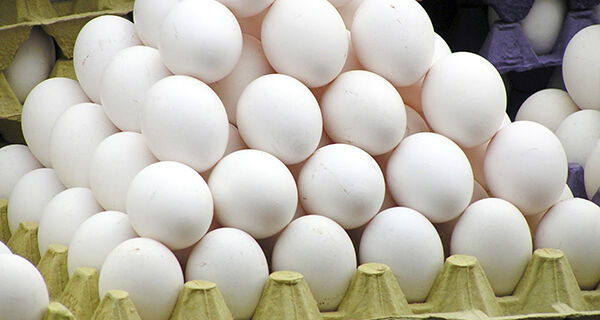 Preço dos ovos em patamar recorde favorece poder de compra do avicultor