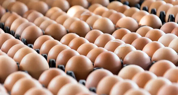 Preços dos ovos comerciais renovam máxima nominal, diz Cepea