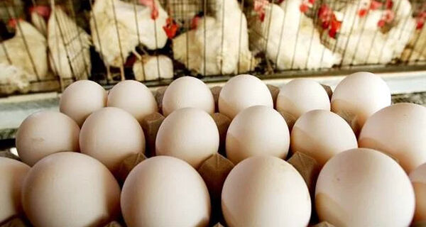 Entidades de produtos avícolas lançam carta aberta aos candidatos das eleições