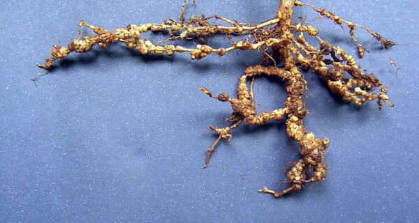 Pesquisa identifica prejuízos de R$ 65 bilhões por nematoides na soja