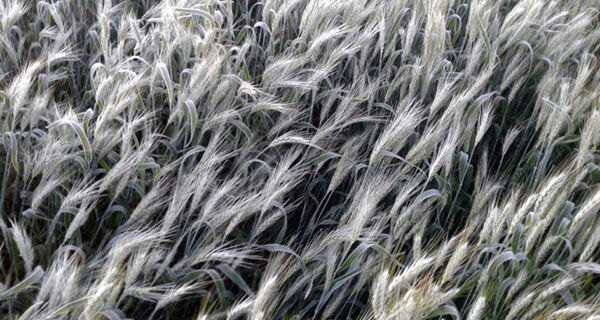 Mercado do trigo está apreensivo com efeito das geadas no Sul do Brasil