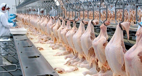 Exportações de carne de frango crescem 15,3% em agosto
