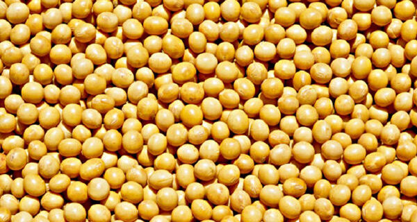 Aplicativo orienta produtor de soja a enfrentar escassez de fertilizantes