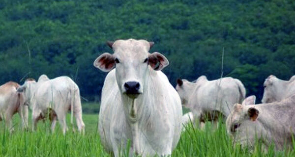 Oito em cada dez bovinos abatidos são consumidos no Brasil