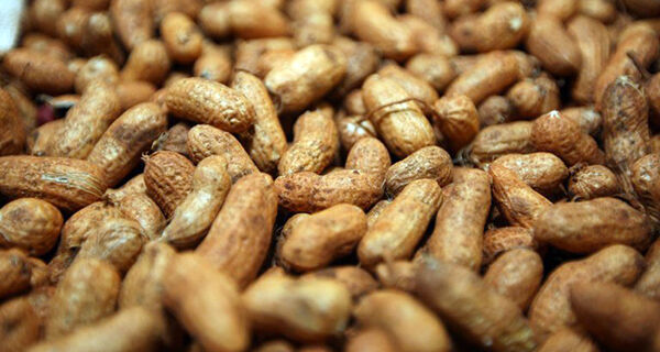 China abre mercado para amendoim produzido no Brasil