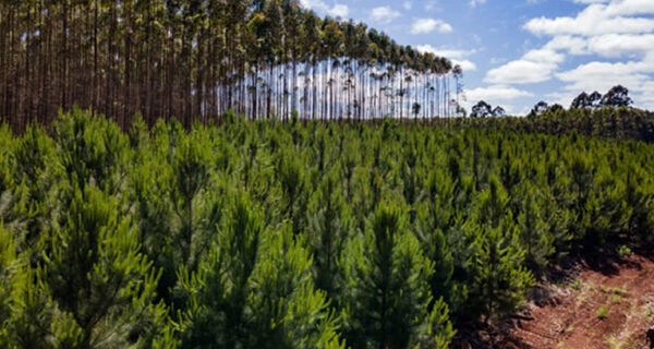 Florestas plantadas no Brasil ocuparam 9,5 milhões de hectares em 2021