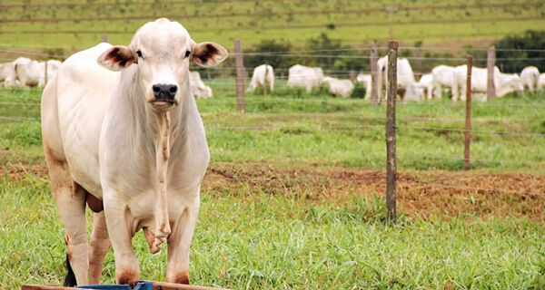 Mato Grosso do Sul perdeu 2,9 milhões de cabeças de gado na última década