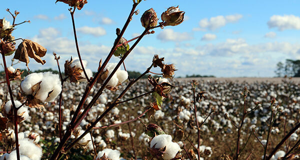 Preços do algodão cai no Brasil, aponta o Cepea 