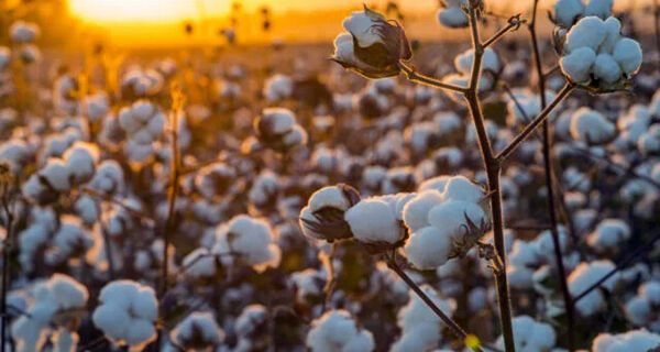 Abrapa aponta aumento de 27% na safra brasileira de algodão