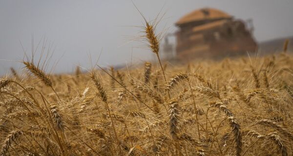 Preço internacional do trigo dispara com saída da Rússia de acordo