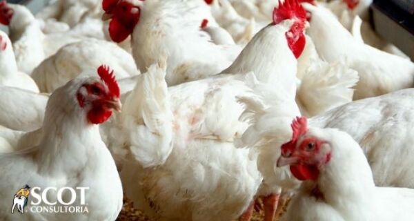 Exportação de carne de aves e expectativas para o fim do ano