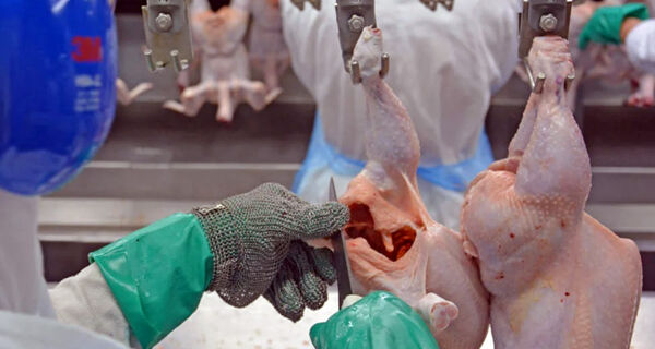 Receita de exportações de carne de frango cresce 13,6% em setembro