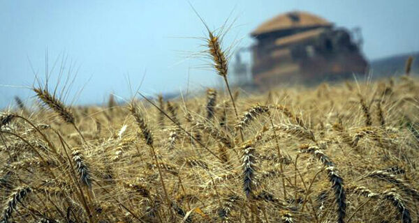 Anexação de "novos territórios" podem ampliar produção de grãos da Rússia