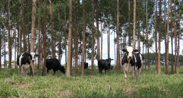 Embrapa Agrossilvipastoril promove dia de campo sobre pecuária leiteira na ILPF