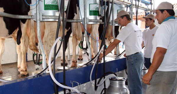 Preço médio do leite no Brasil cai 14,7% em agosto, mostra Cepea