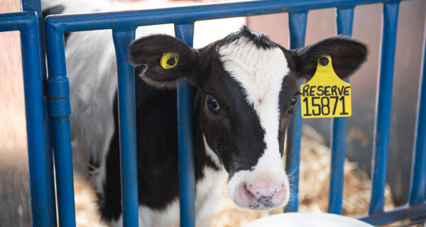 Acerto na nutrição das vacas leiteiras é essencial para ter bezerras saudáveis