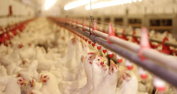 Exportação de carne de frango cresce 5,1% de janeiro a outubro de 2022
