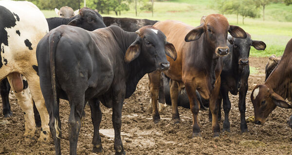 Abate de bovinos cresce 11,2% no 3&ordm; trimestre e fica em 7,81 milhões de cabeças